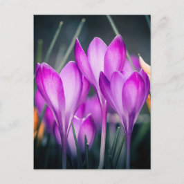 Carte postale Crocus Vykort