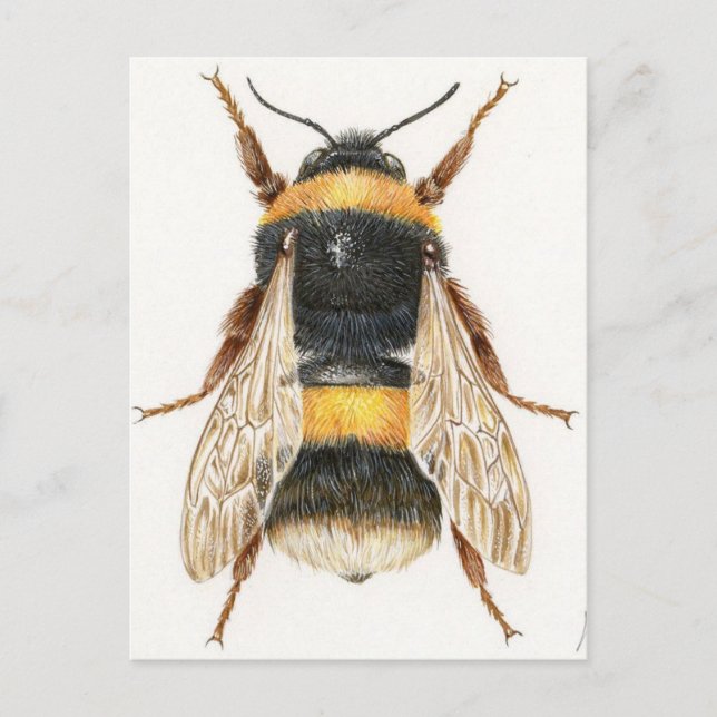 Carte Postale Dessin bourdon Vykort (Framsida)