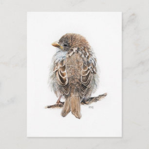 Carte Postale Dessin moineau Vykort