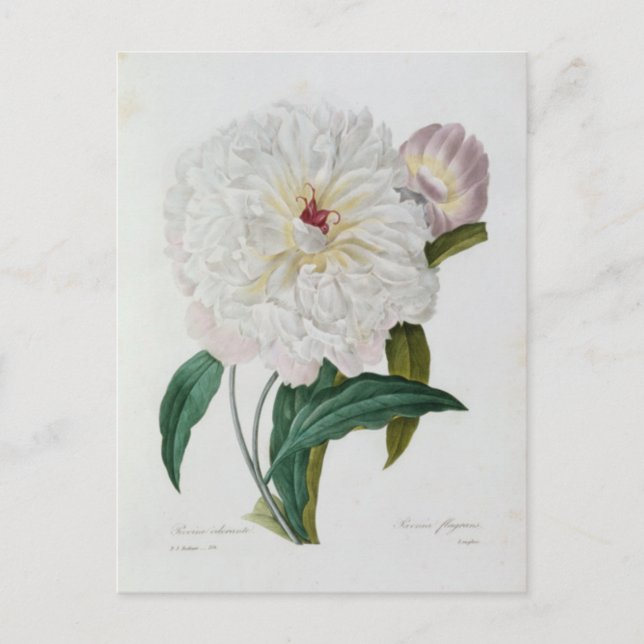 Carte Postale Fleurs 10 Vykort (Framsida)