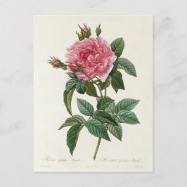Carte Postale Fleurs 11 Vykort