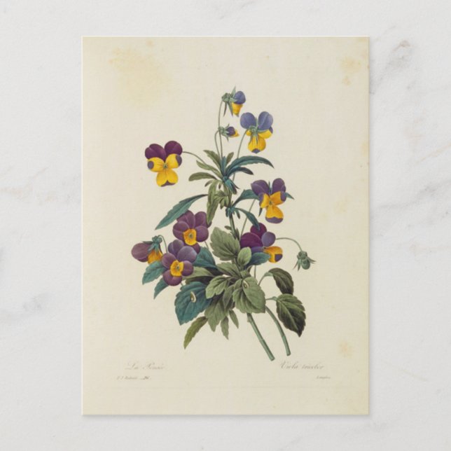 Carte Postale Fleurs 13 Vykort (Framsida)
