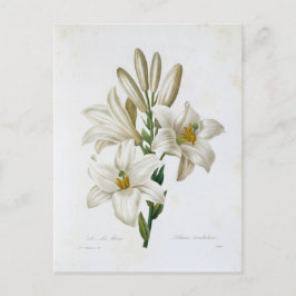 Carte Postale Fleurs 14 Vykort