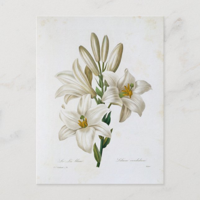 Carte Postale Fleurs 14 Vykort (Framsida)