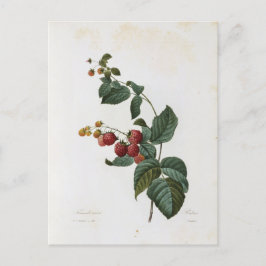 Carte Postale Fleurs 17 Vykort