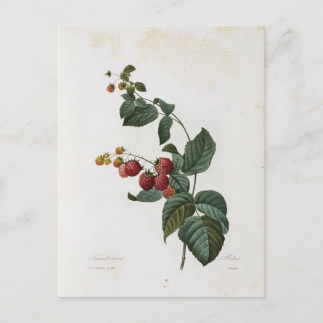 Carte Postale Fleurs 17 Vykort (Framsida)