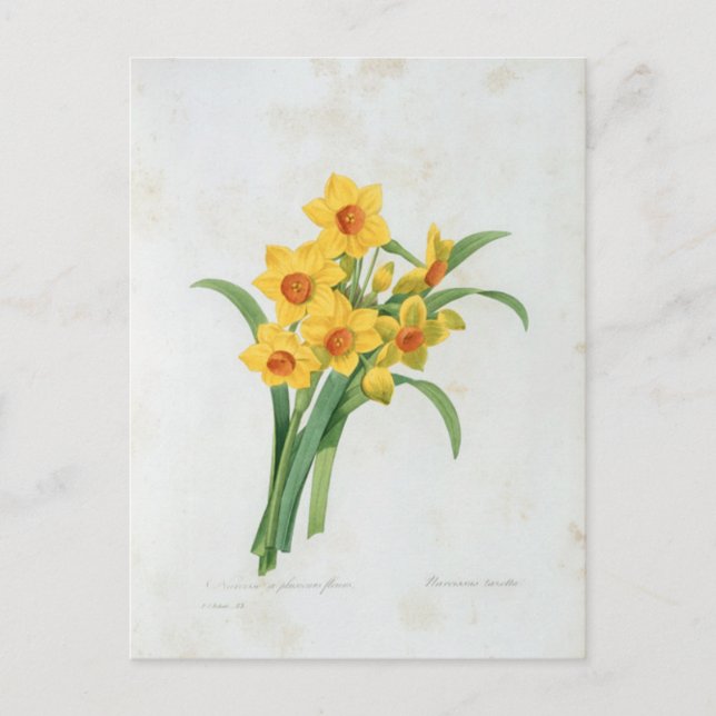 Carte Postale Fleurs 5 Vykort (Framsida)