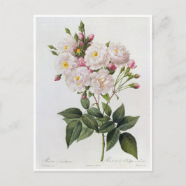 Carte Postale Fleurs 6 Vykort