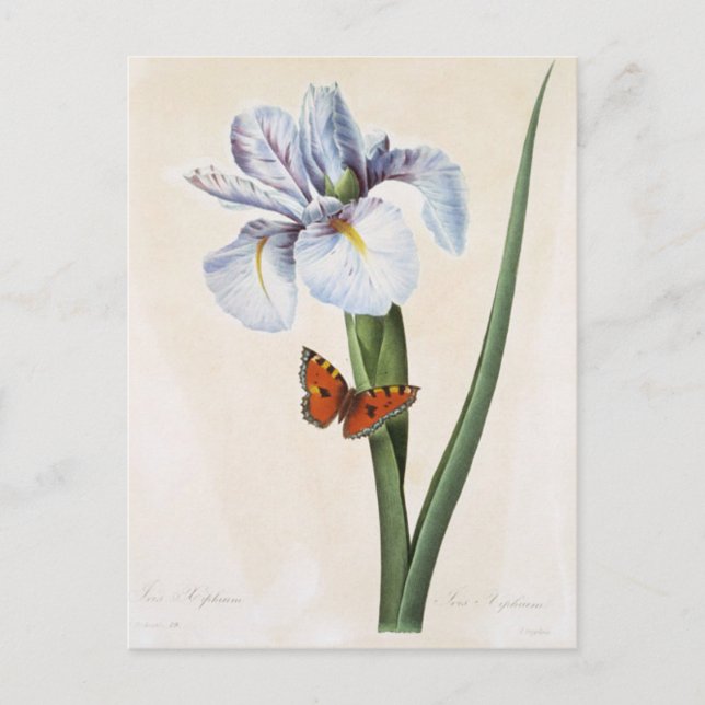 Carte Postale Fleurs 8 Vykort (Framsida)