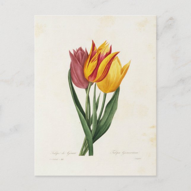 Carte Postale Fleurs 9 Vykort (Framsida)