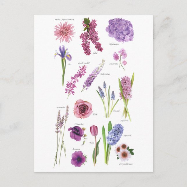 Carte Postale Fleurs bleu violet Vykort (Framsida)