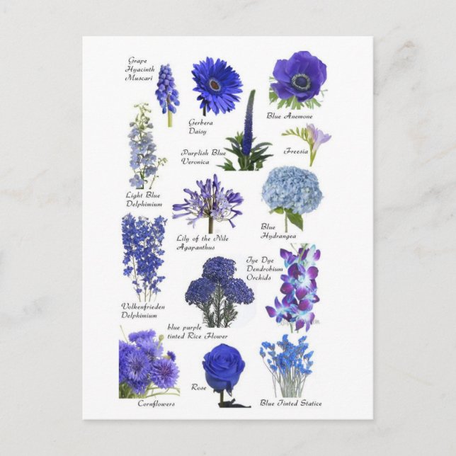 Carte Postale Fleurs bleu Vykort (Framsida)