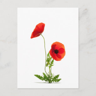 Carte postale - Fleurs de coquelicots fond blanc Vykort
