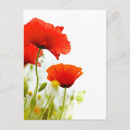 Carte postale - fleurs de coquelicots fond blanc vykort