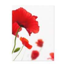 Carte postale - fleurs de coquelicots