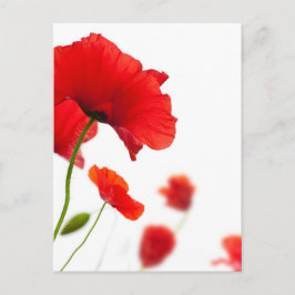 Carte postale - fleurs de coquelicots vykort
