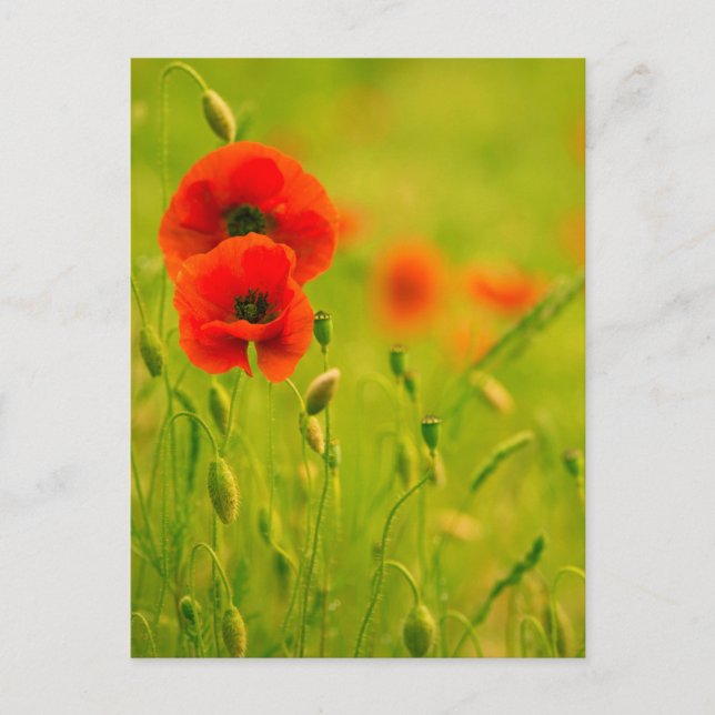 Carte postale - fleurs de coquelicots vykort (Framsida)