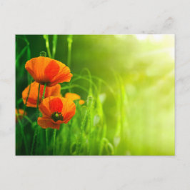 Carte postale - fleurs de coquelicots vykort