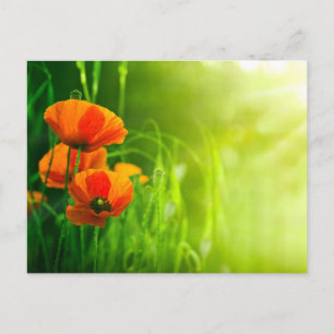 Carte postale - fleurs de coquelicots vykort