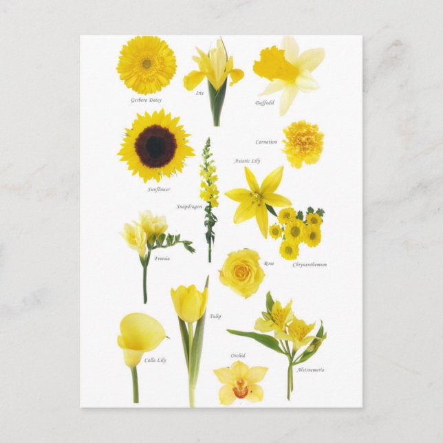 Carte Postale Fleurs jaune Vykort (Framsida)
