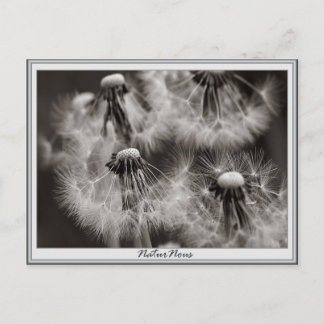 Carte postale fleurs pissenlits vykort