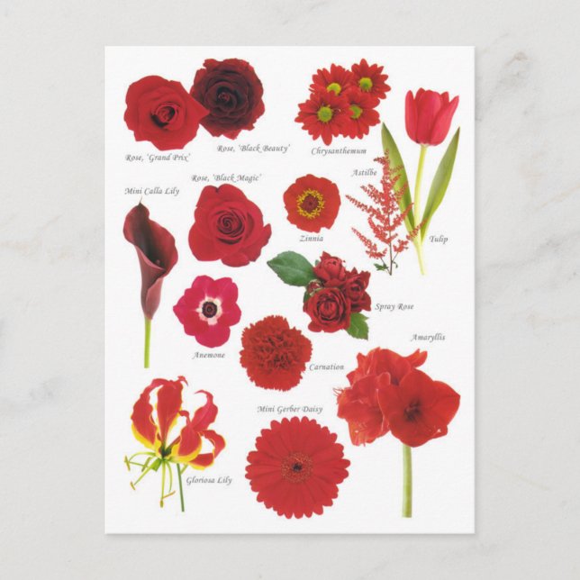 Carte Postale Fleurs rouge Vykort (Framsida)