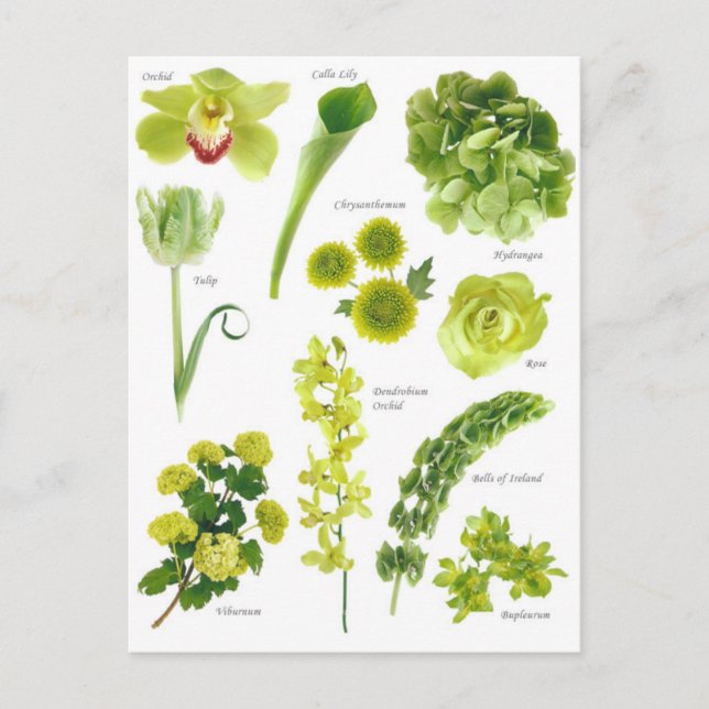 Carte Postale Fleurs vert Vykort (Framsida)