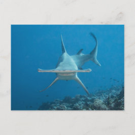 Carte postale, hammerhead shark ハ ン マ ー ヘ ッ vykort