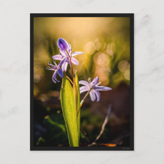 Carte postale le Scille Vykort