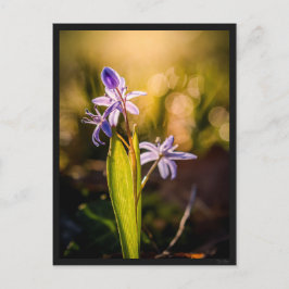 Carte postale le Scille Vykort