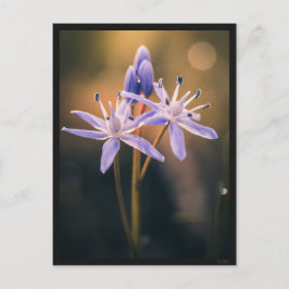 Carte postale le Scille Vykort