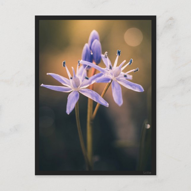 Carte postale le Scille Vykort (Framsida)