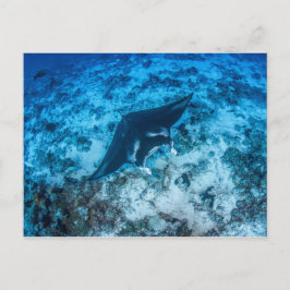 Carte postale, Manta-マ ン タ レ イ Vykort