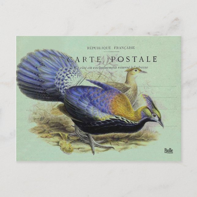 Carte postale oiseau violet vykort (Framsida)