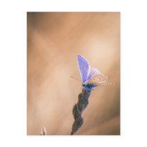 Carte postale papillon Argus bleu