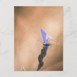 Carte postale papillon Argus bleu Vykort