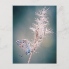 Carte postale papillon Argus bleu Vykort