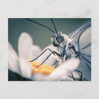 Carte postale papillon Gazé Vykort