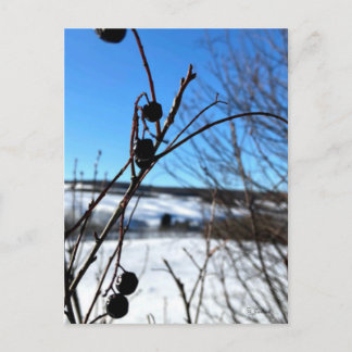 Carte postale paysage Baies d'hiver  Vykort