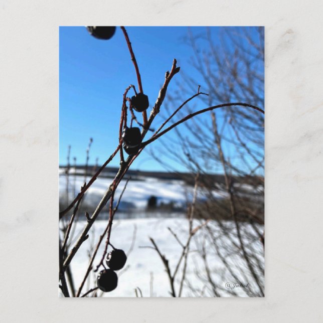 Carte postale paysage Baies d'hiver  Vykort (Framsida)