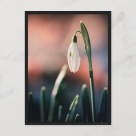 Carte postale Perce Neige Vykort