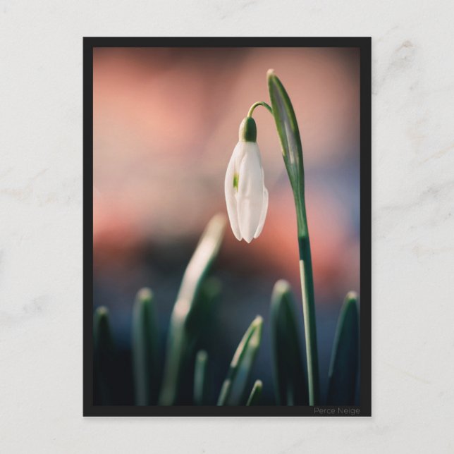 Carte postale Perce Neige Vykort (Framsida)