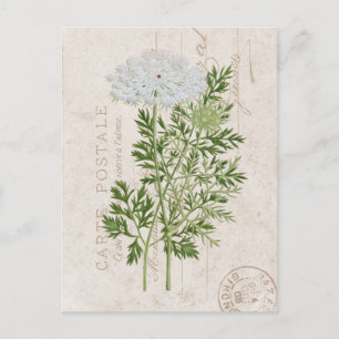 Carte Postale Queen Anne's Snöre Fransk Blommigt Vykort