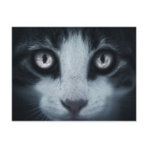 Carte postale respect de chatta