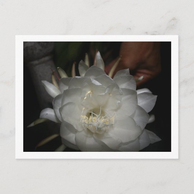 Carte postale, Taille : Carte postale standard, Pa Vykort (Framsida)