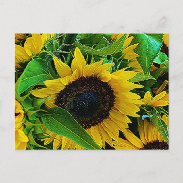 carte postale tournesols vykort (Framsida)