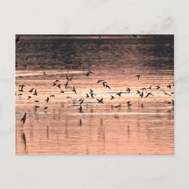 Carte postale vykort (Framsida)