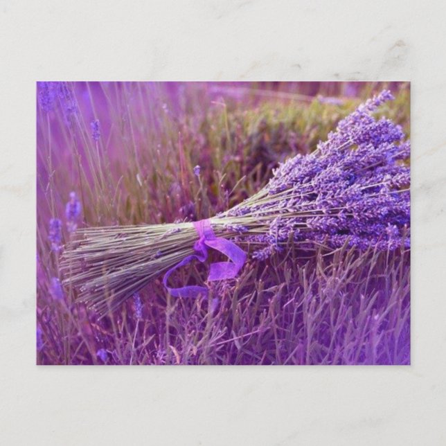 Cartes postale bouquet de lavandes vykort (Framsida)