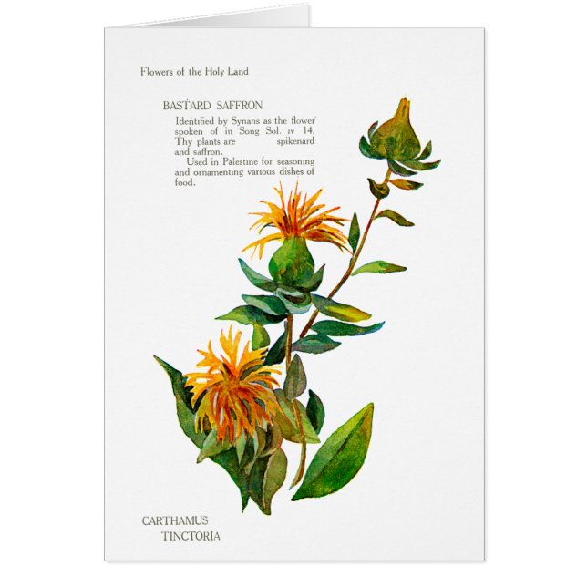 Carthamus Tinctoria Hälsningskort (Framsidan)