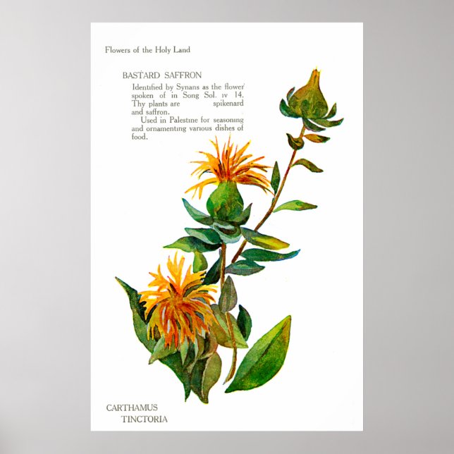 Carthamus Tinctoria Poster (Framsidan)